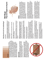 Bed Bug Information Pamphlet