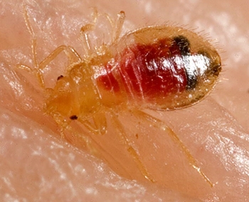 Landlord Bed Bugs Property Management