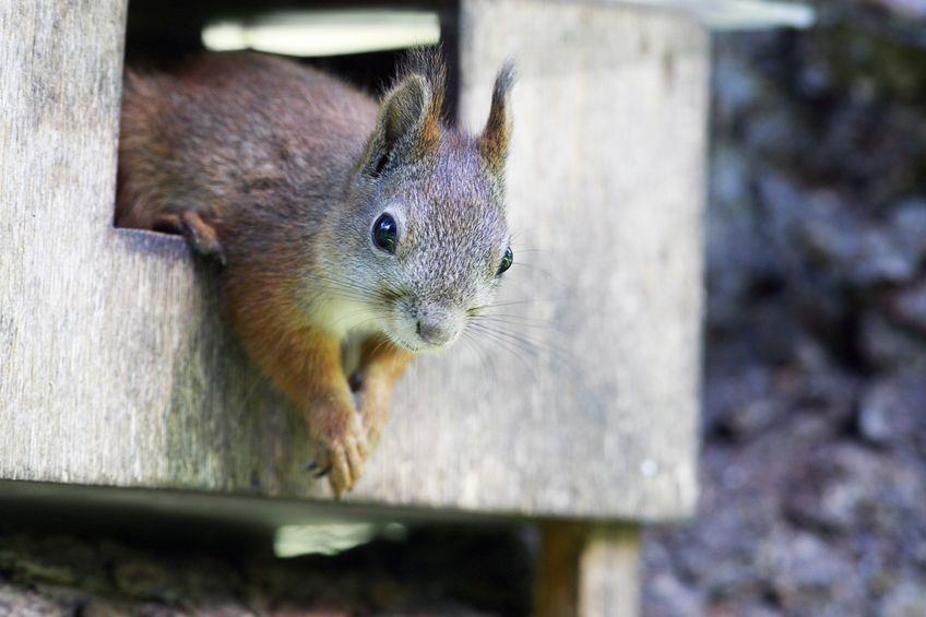 Squatters_Rights_Squirrel