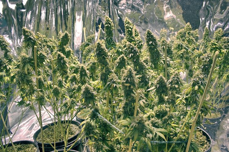 Tenant_Rights_and_Legal_Marijuana