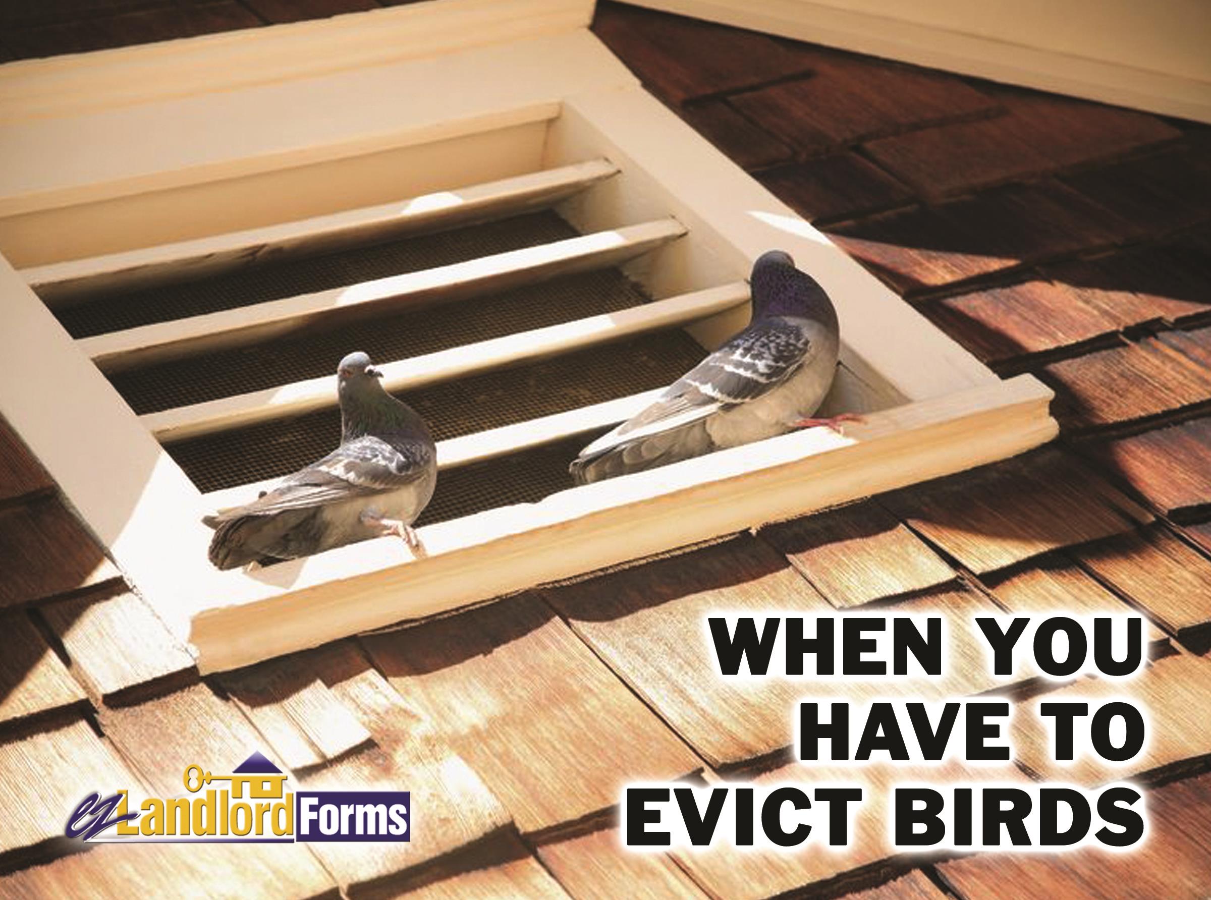 When_You_Have_to_Evict_Birds_V5